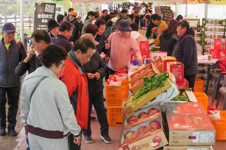 청춘양구 펀치볼 시래기사과축제 여행 정보 - 메고지고