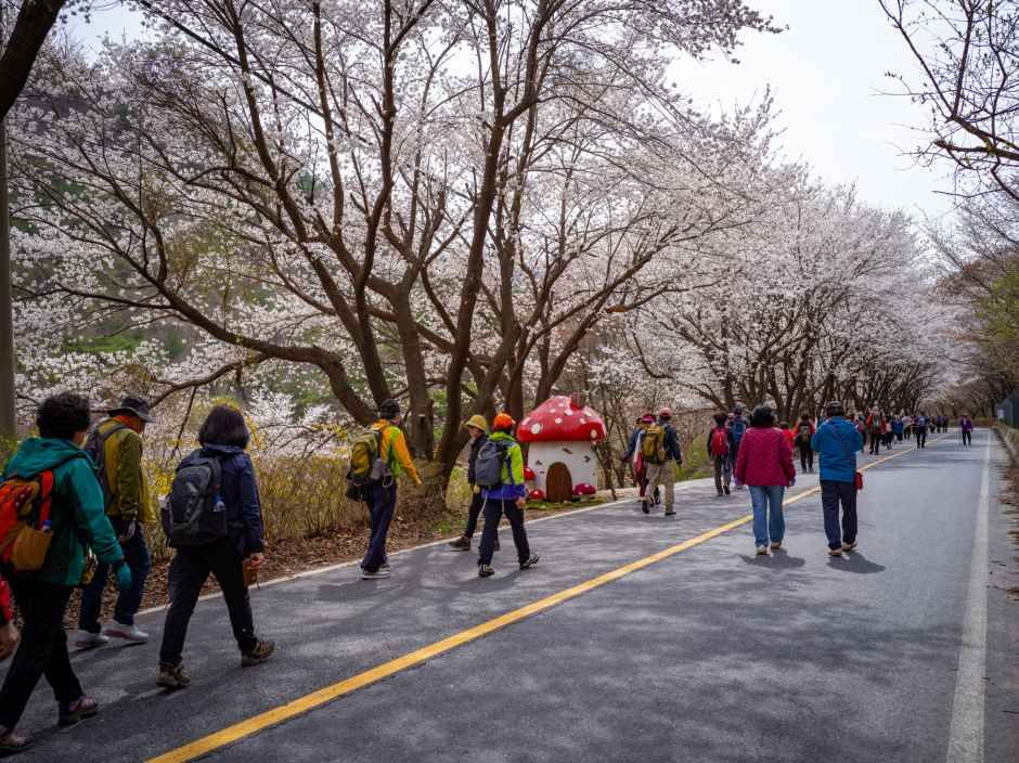 금산 보곡산골 산벚꽃 축제 여행 정보 - 메고지고