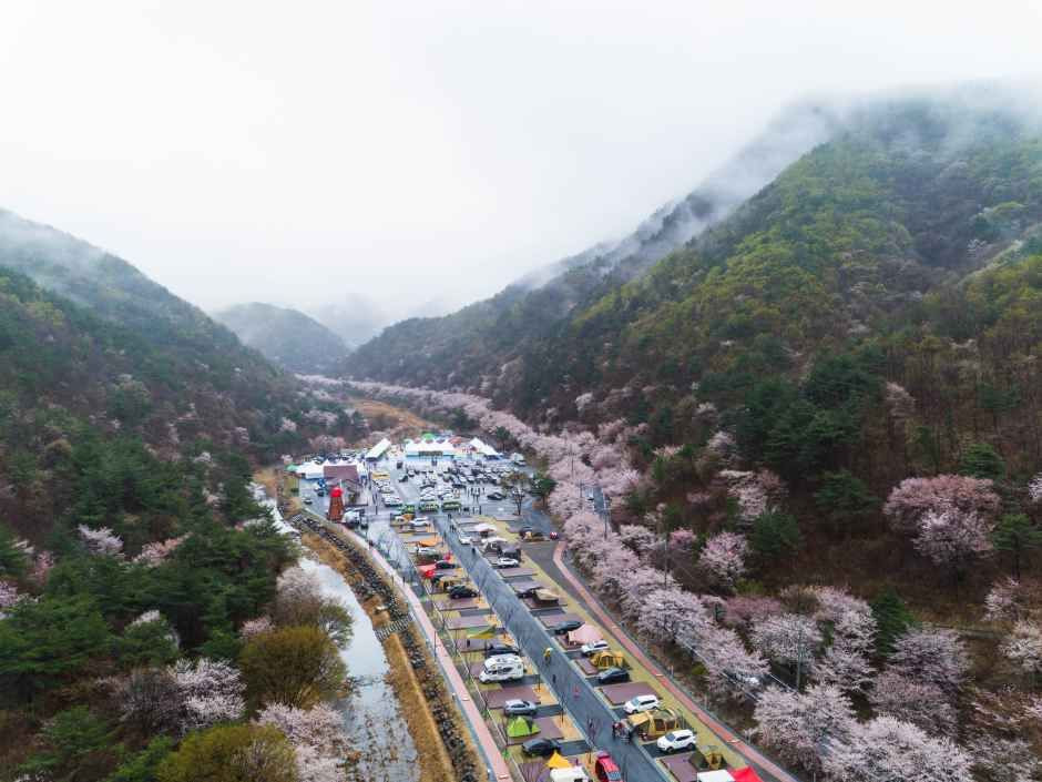 금산 보곡산골 산벚꽃 축제 여행 정보 - 메고지고
