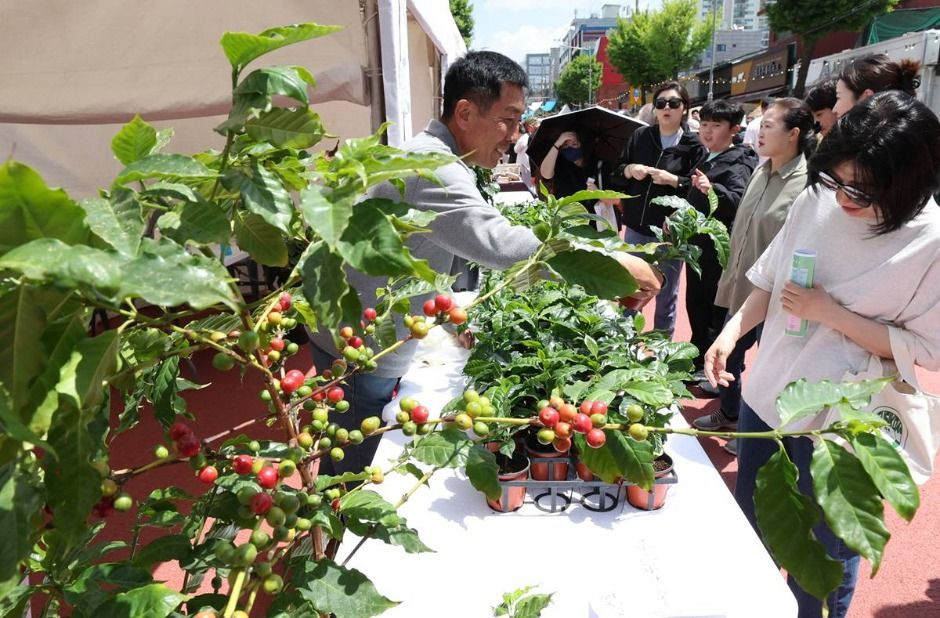 경춘선 공릉숲길 커피축제 여행 정보 - 메고지고