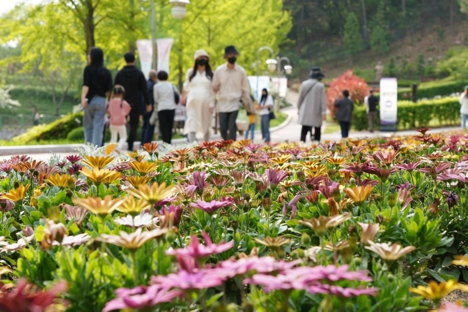 청남대 봄꽃축제 영춘제 여행 정보 - 메고지고