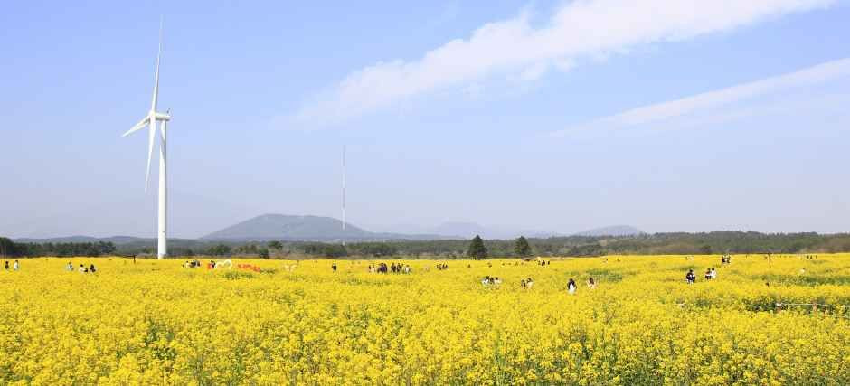서귀포유채꽃축제 여행 정보 - 메고지고