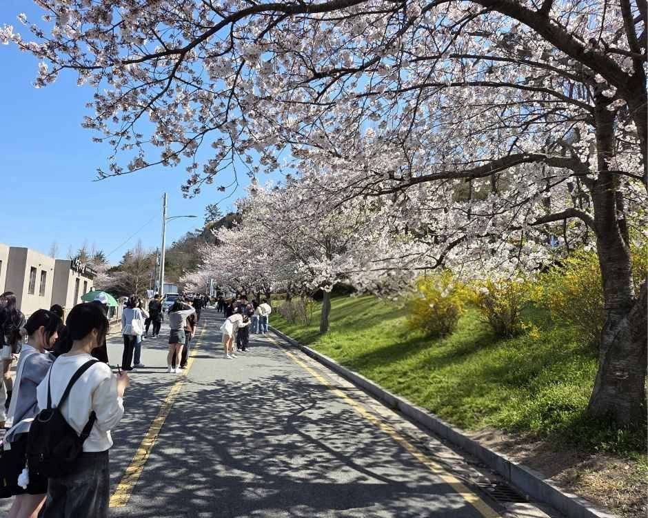 유달산 봄축제 여행 정보 - 메고지고