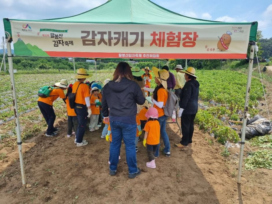 팔봉산 감자축제 여행 정보 - 메고지고