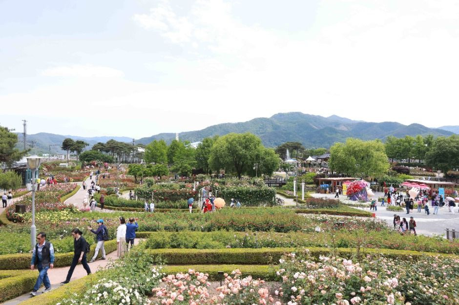 곡성세계장미축제 여행 정보 - 메고지고
