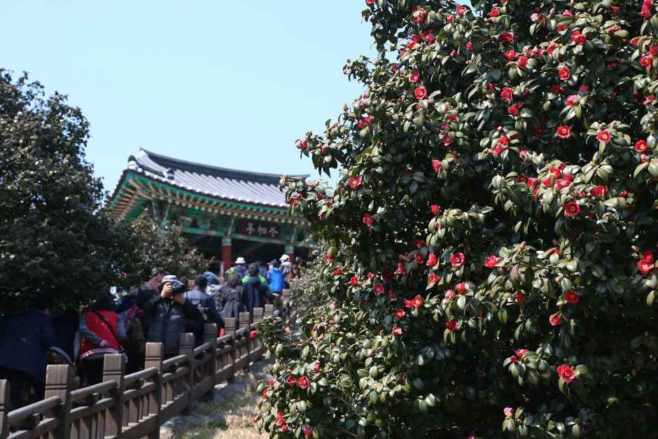 서천 동백꽃 주꾸미 축제 여행 정보 - 메고지고