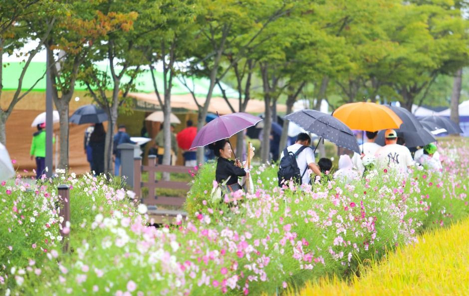 김제지평선축제 여행 정보 - 메고지고