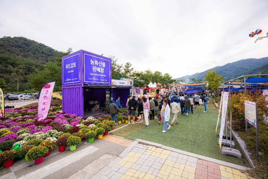 인제가을꽃축제 여행 정보 - 메고지고