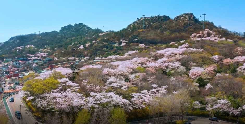 유달산 봄축제 여행 정보 - 메고지고