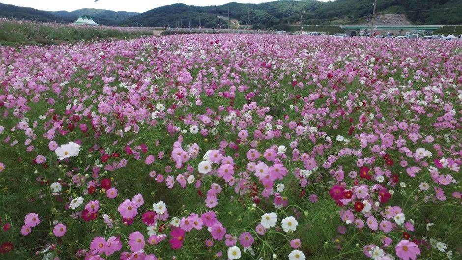 하동 북천 코스모스 메밀꽃 축제 여행 정보 - 메고지고