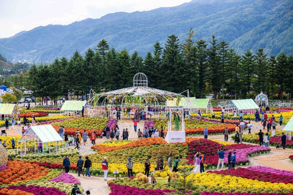 인제가을꽃축제 여행 정보 - 메고지고