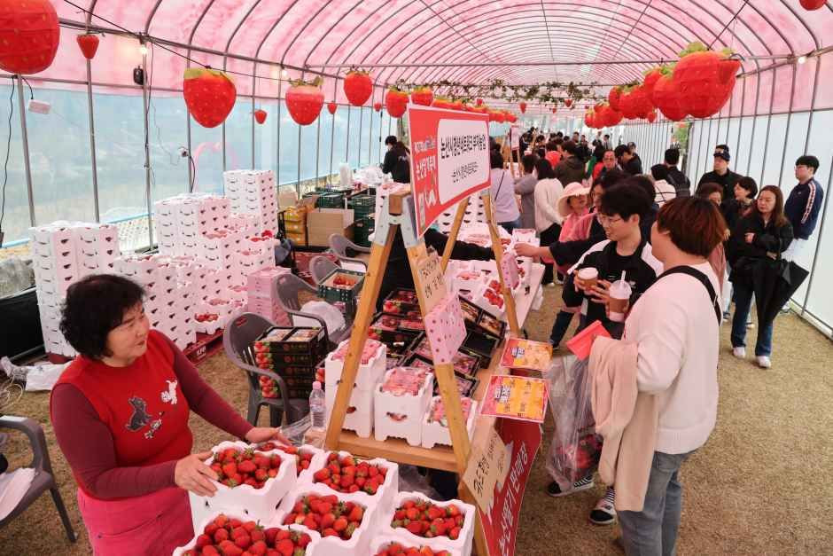 논산딸기축제 여행 정보 - 메고지고