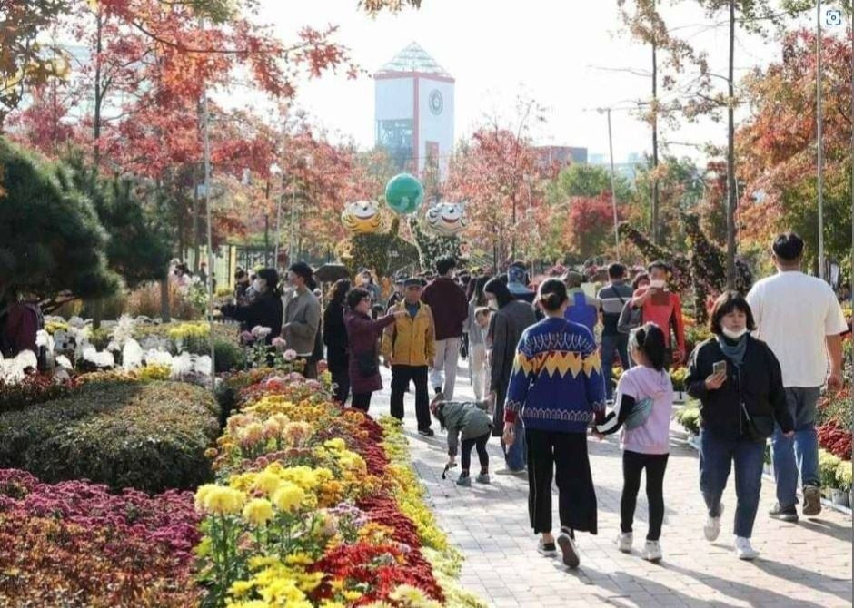 유성국화축제 여행 정보 - 메고지고