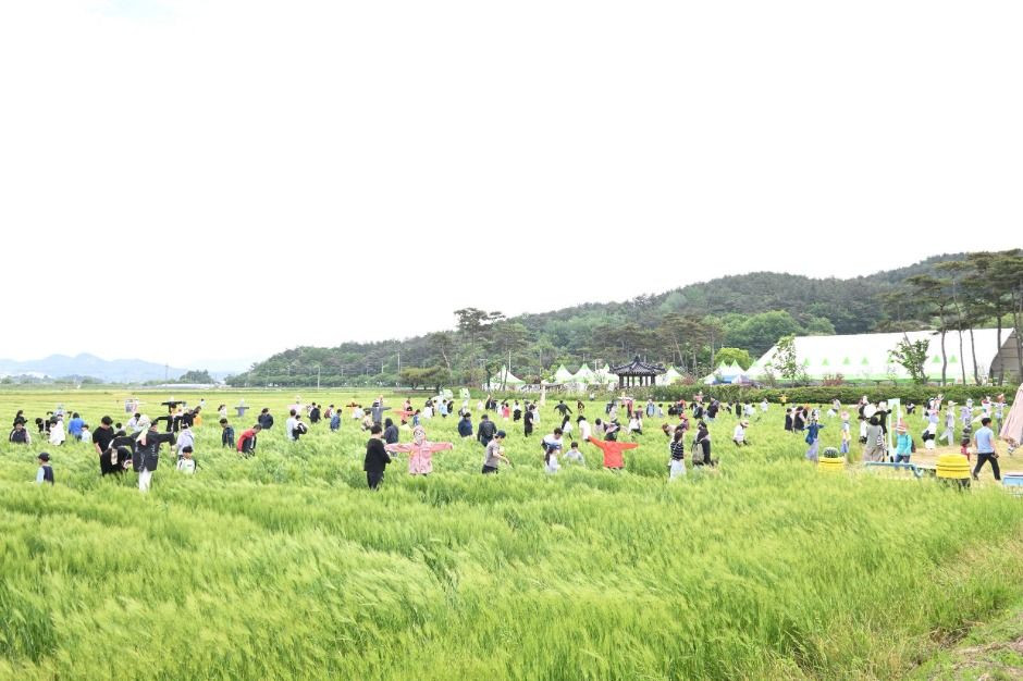 영광찰보리 축제 여행 정보 - 메고지고