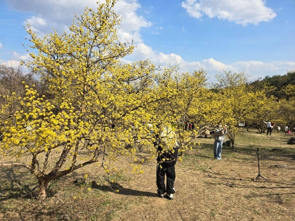 이천백사 산수유꽃축제 여행 정보 - 메고지고