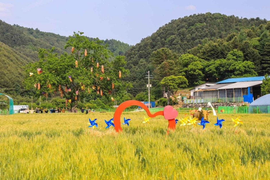 양평밀축제 여행 정보 - 메고지고