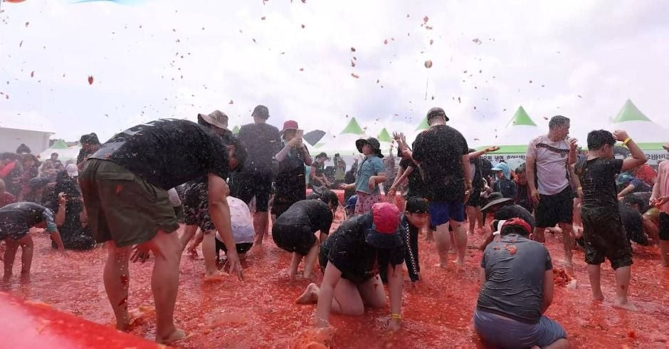 둔내고랭지토마토축제 여행 정보 - 메고지고
