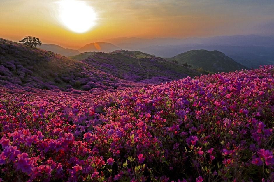 황매산철쭉제 여행 정보 - 메고지고