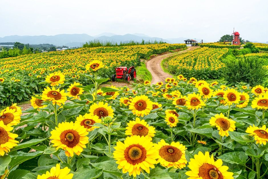 강주해바라기 축제 여행 정보 - 메고지고