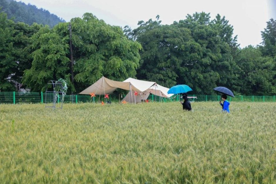 양평밀축제 여행 정보 - 메고지고