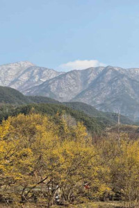 구례산수유꽃축제 여행 추천 - 메고지고