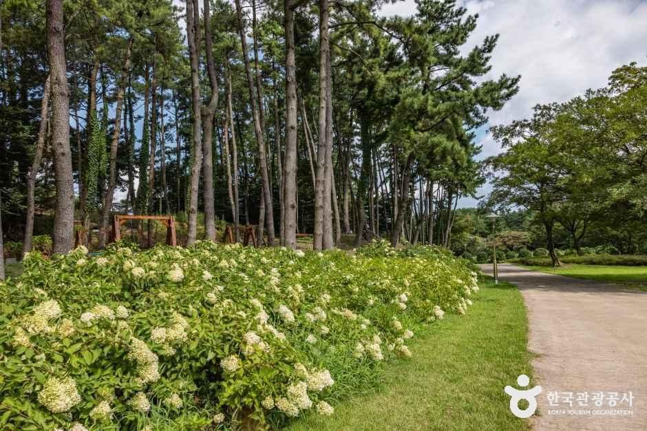 이끼숲소길 여행 추천 - 메고지고 이끼숲소길 여행 추천 - 메고지고