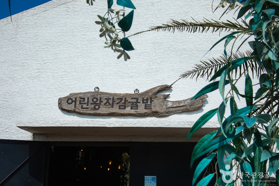 어린왕자감귤밭 여행 추천 - 메고지고 어린왕자감귤밭 여행 추천 - 메고지고
