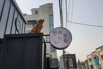 진전복삼계탕 논현본점 여행 추천 - 메고지고