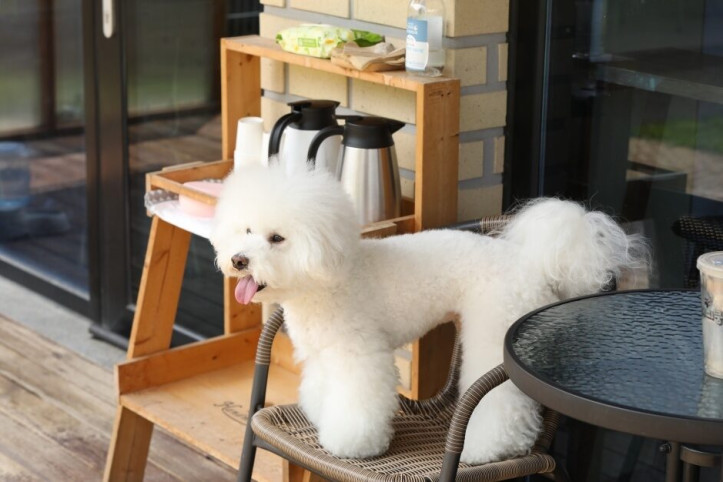 퍼피쿵_3_공공3유형.jpg