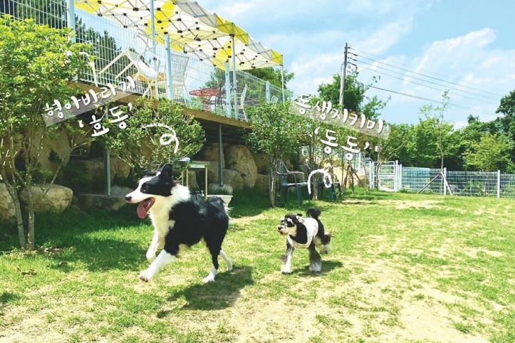 퍼피앤독_1_공공3유형.jpg
