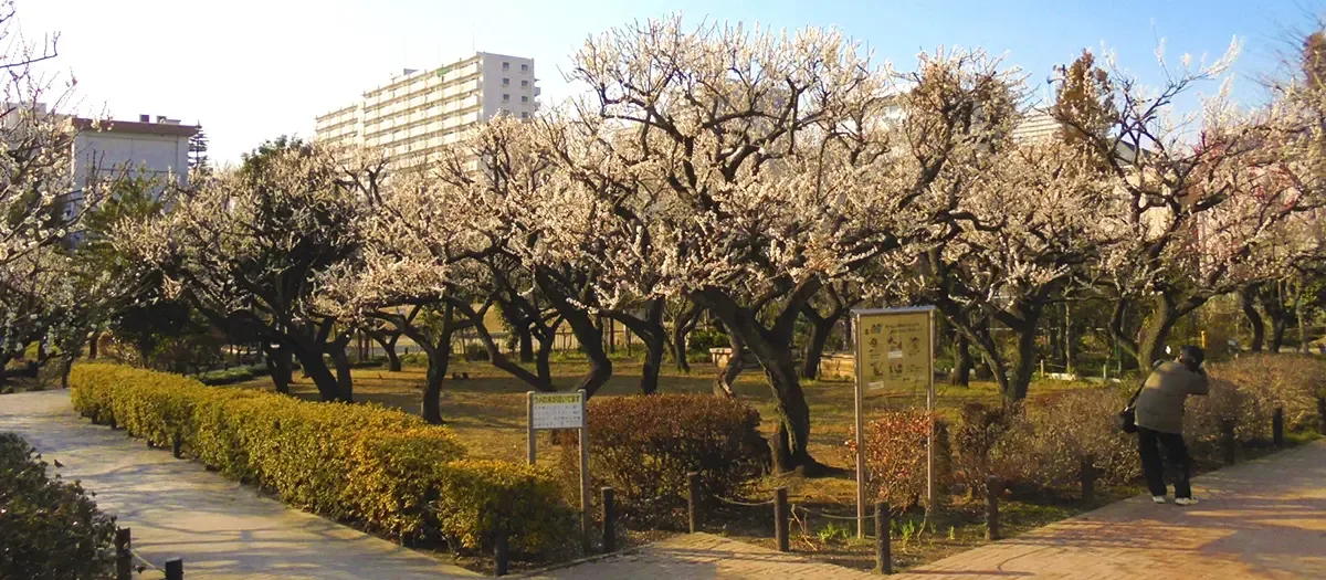 다가라 매화나무 숲 공원 여행 추천 - 메고지고 다가라 매화나무 숲 공원 여행 추천 - 메고지고