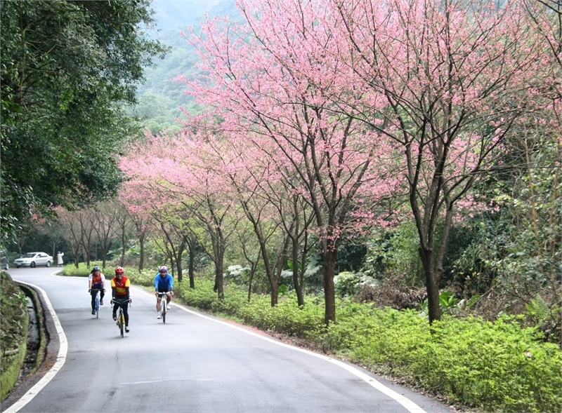 사쿠라기 하나미치 여행 추천 - 메고지고 사쿠라기 하나미치 여행 추천 - 메고지고