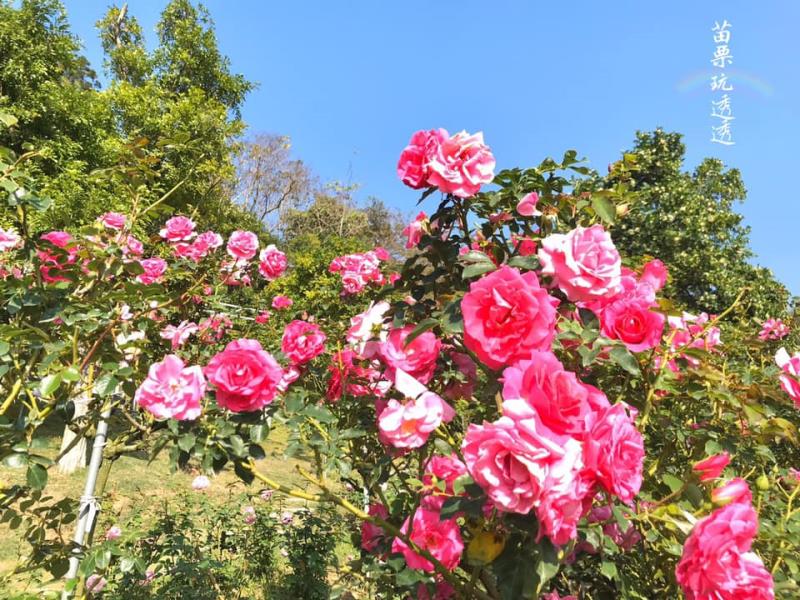 Yawen Qilixiang 장미 숲 여행 추천 - 메고지고 Yawen Qilixiang 장미 숲 여행 추천 - 메고지고