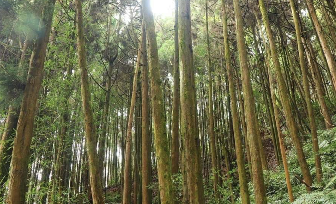 삼나무 숲길 여행 추천 - 메고지고 삼나무 숲길 여행 추천 - 메고지고