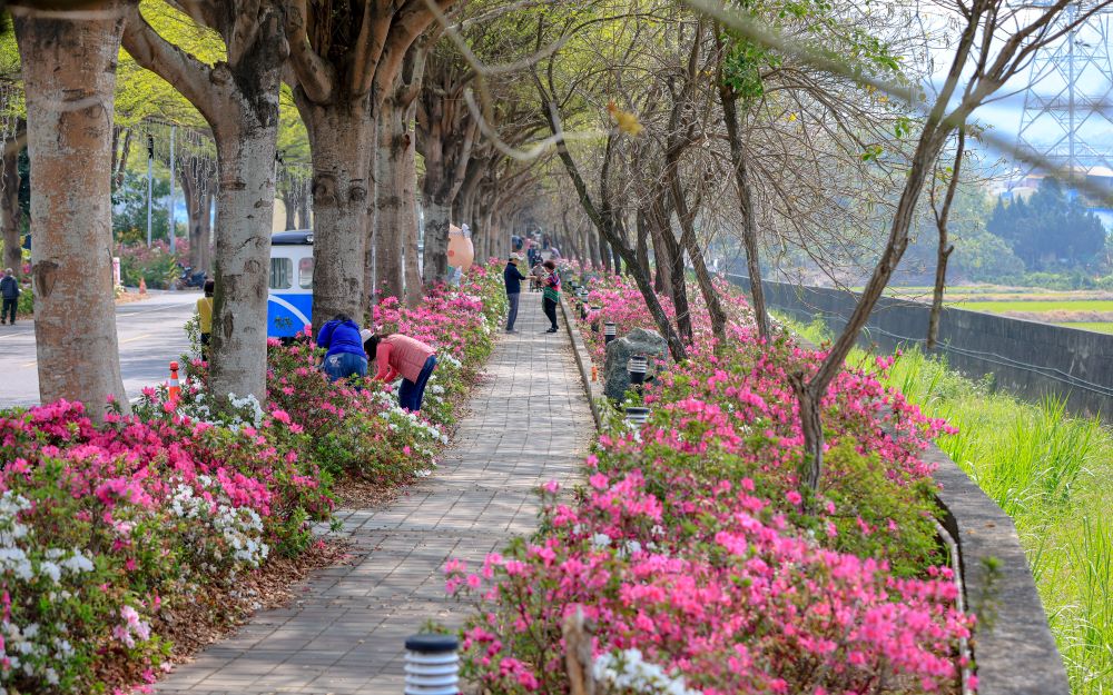Rhododendron Avenue, Shetou 여행 추천 - 로드트립
