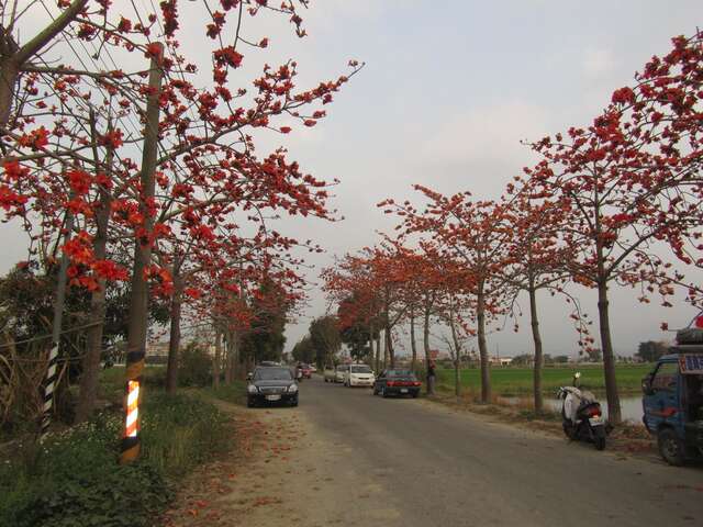 Kapok Road, 린추피 여행 추천 - 메고지고