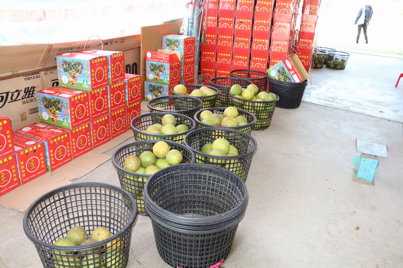 Chen Qisheng Xishi Pomelo 관광 과수원