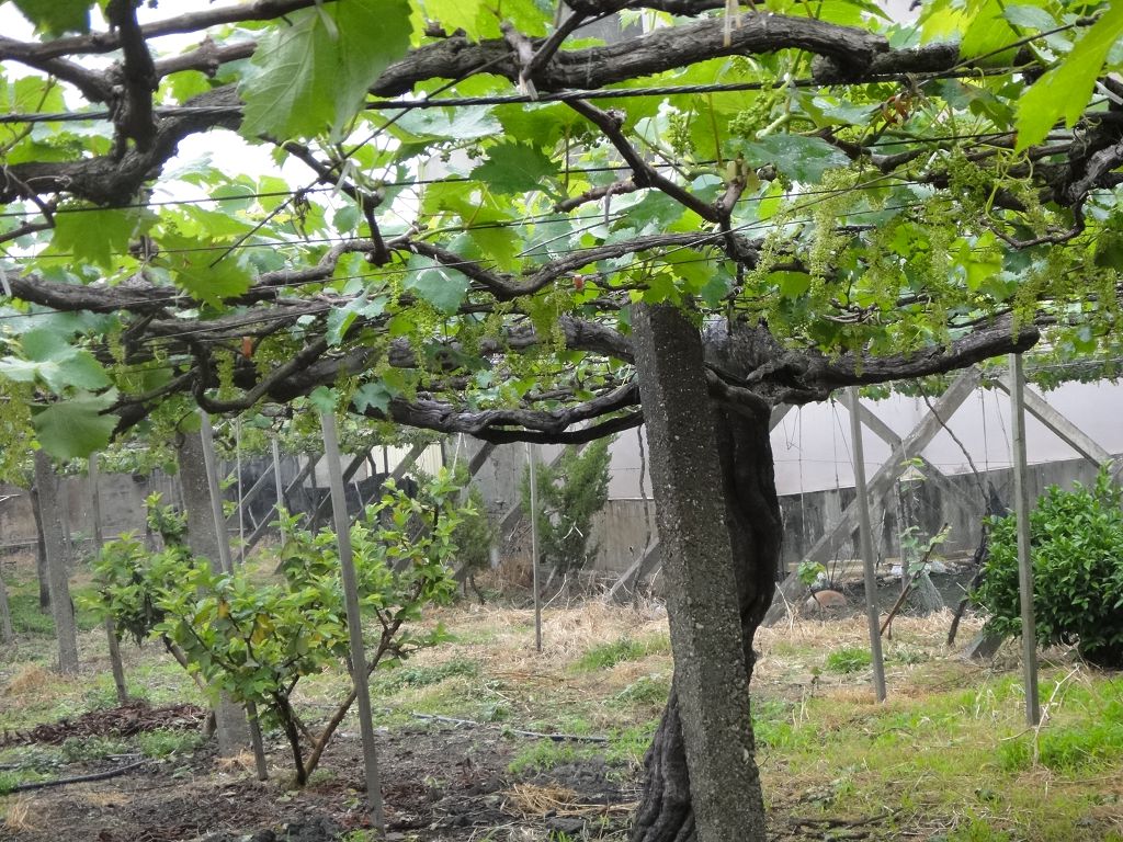 궈거우촌 포도왕 고목
