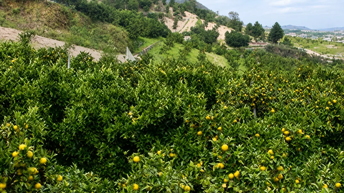 기타사카초 관광 농장 여행 추천 - 메고지고 기타사카초 관광 농장 여행 추천 - 메고지고