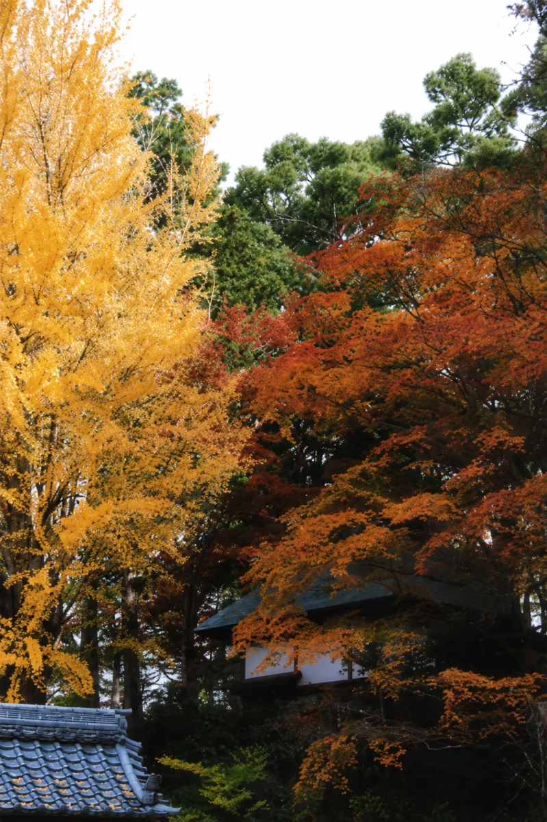 楠妣庵観音寺 여행 추천 - 메고지고