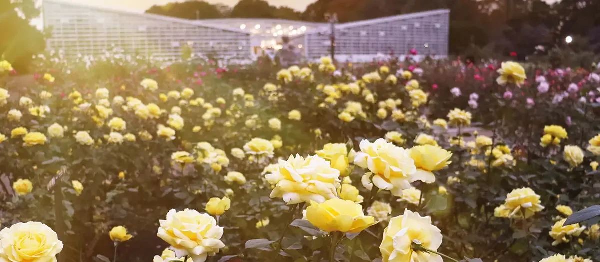진다이 식물공원 여행 추천 - 메고지고