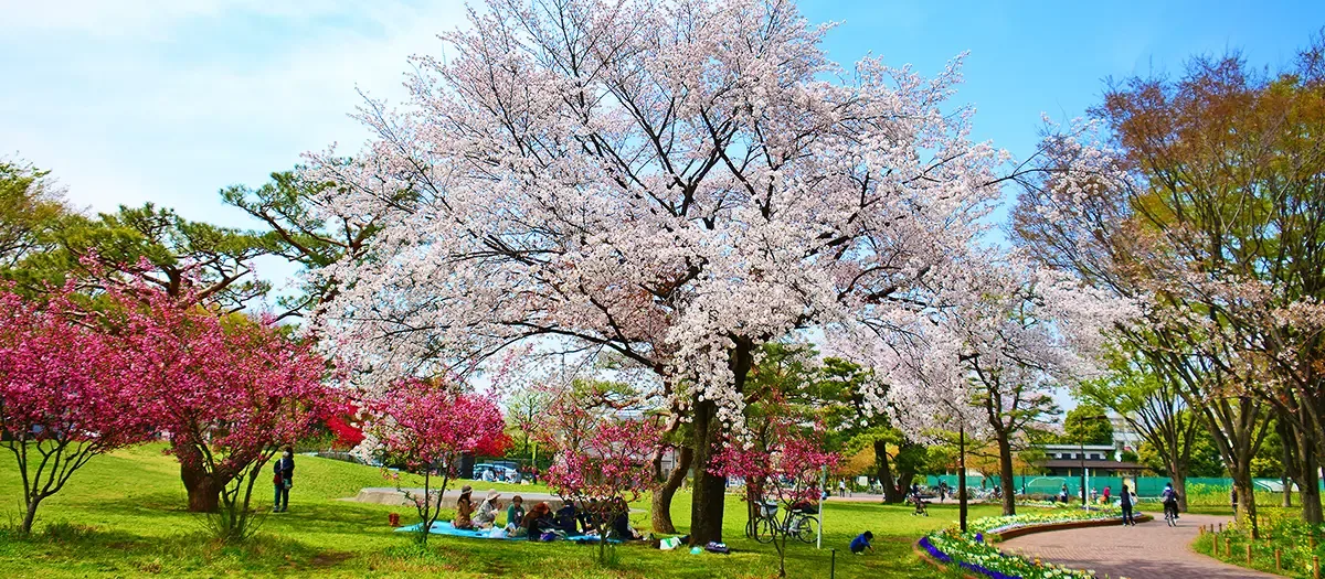 무사시노 중앙공원 여행 추천 - 메고지고 무사시노 중앙공원 여행 추천 - 메고지고