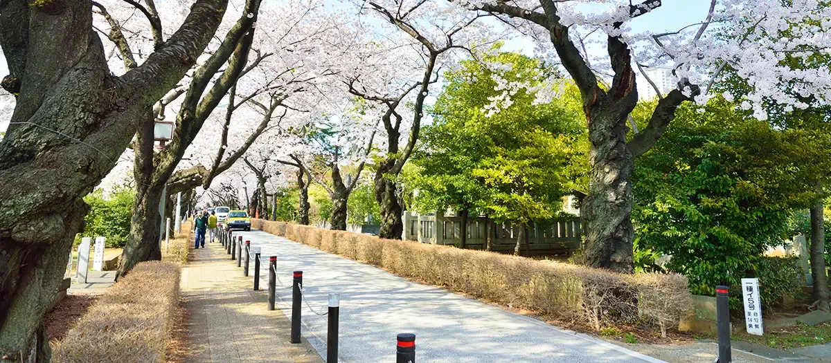 아오야마 공동묘지 여행 추천 - 메고지고 아오야마 공동묘지 여행 추천 - 메고지고