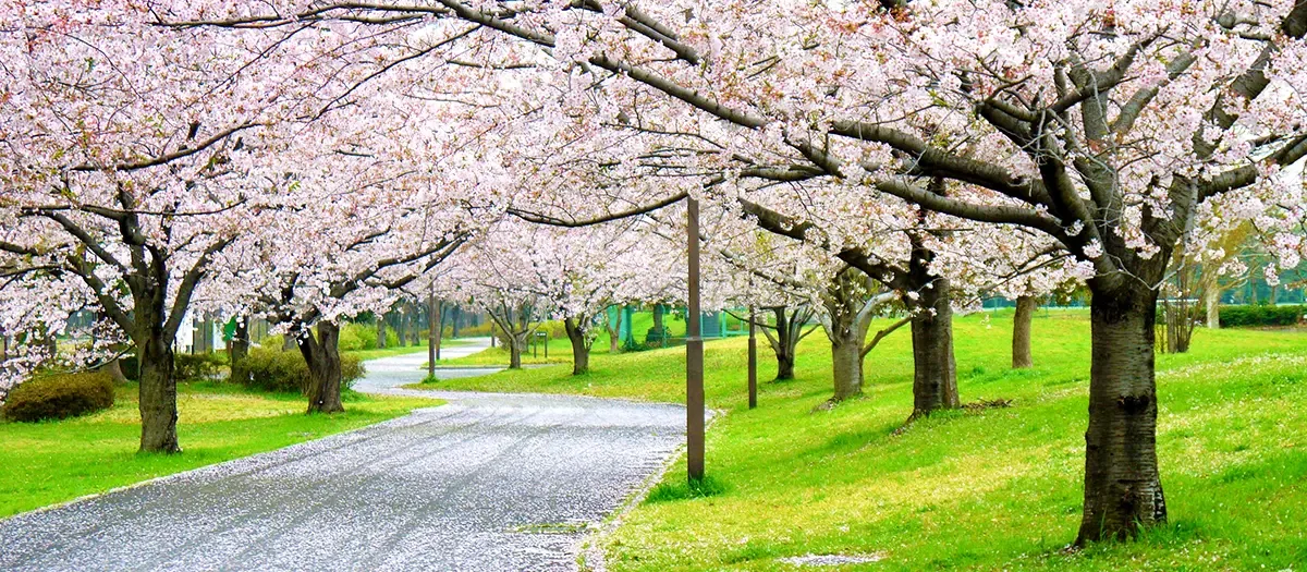 (도)오이 부두중앙해변공원 （都）大井ふ頭中央海浜公園 여행 추천 - 메고지고