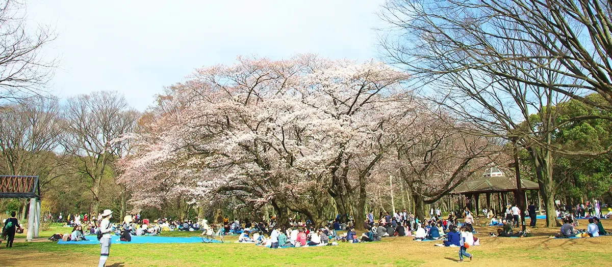 요요기 공원 여행 추천 - 메고지고 요요기 공원 여행 추천 - 메고지고