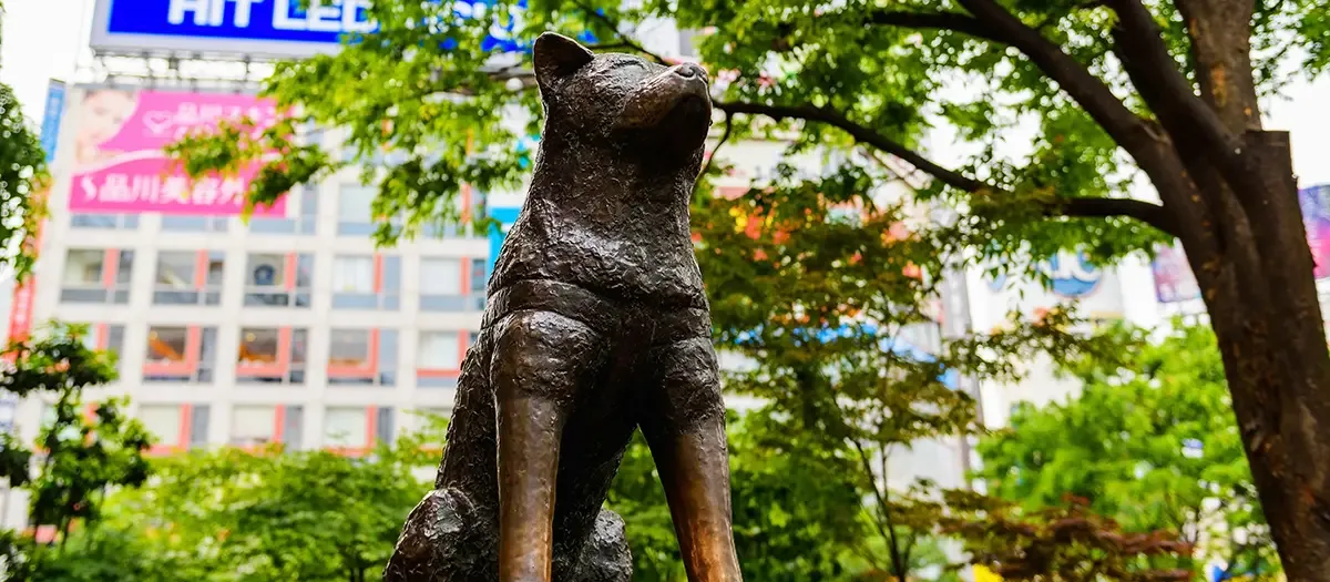 하치코 동상 여행 추천 - 메고지고 하치코 동상 여행 추천 - 메고지고