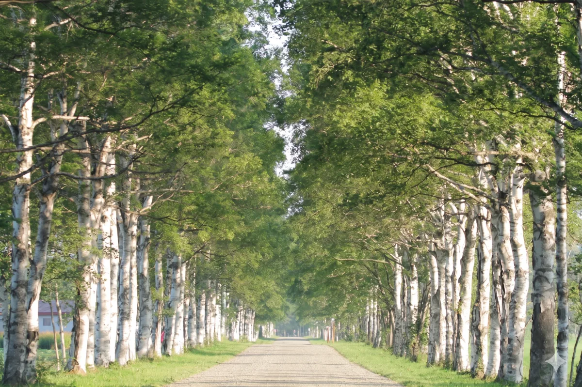 도카치 목장 자작나무 가로수 여행 추천 - 메고지고 도카치 목장 자작나무 가로수 여행 추천 - 메고지고