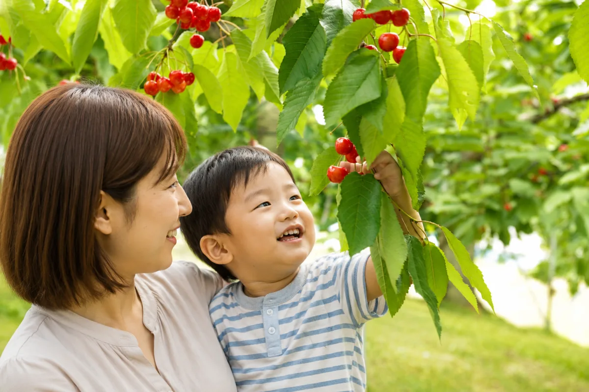 오하시 체리 농원 여행 추천 - 메고지고 오하시 체리 농원 여행 추천 - 메고지고