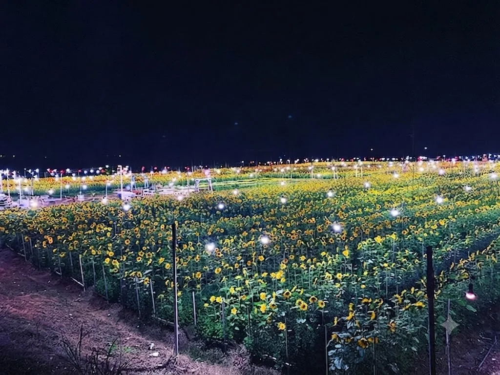 SUNSETFARM 키쿠미네이션 여행 추천 - 메고지고 SUNSETFARM 키쿠미네이션 여행 추천 - 메고지고