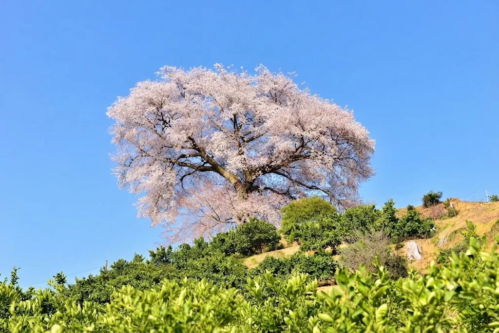 텐보코 산의 헤이케 한 그루 벚꽃 여행 추천 - 메고지고